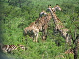 safrica/IMG_0362 (WinCE).JPG